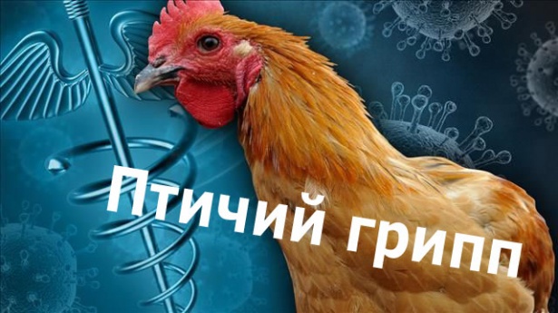 Птичий грипп!.